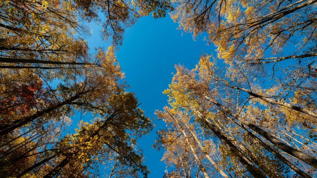 How Ethiopia Telegram bloggers can collaborate with Pakistan advertisers in 2025