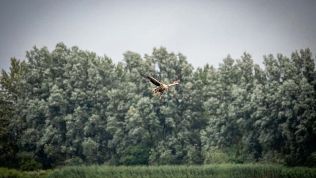 2025 Qatar Twitter All-Category Advertising Rate Card Ethiopia