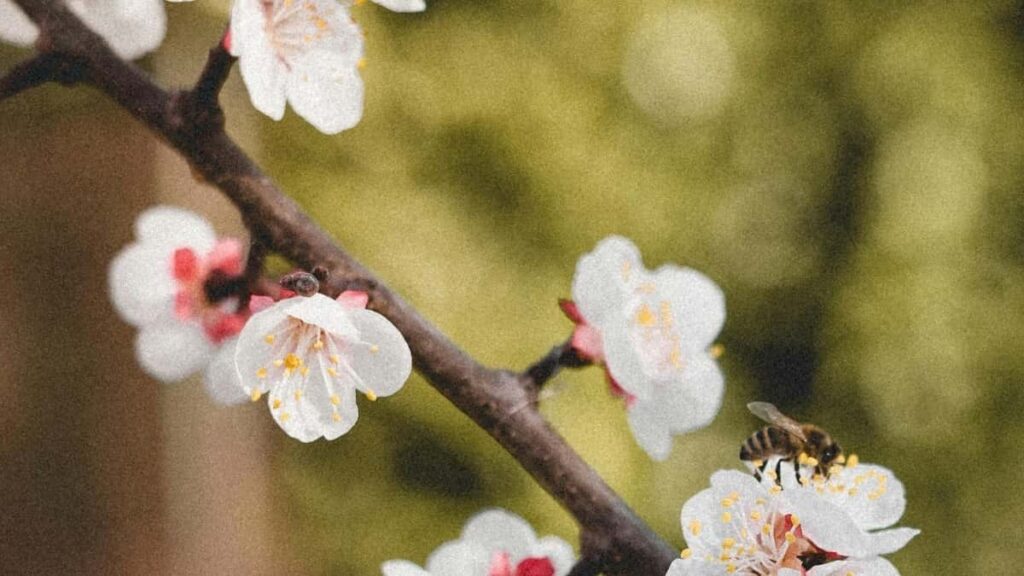 ኢትዮጵያውያን ፍጥረቶች ከWeChat እና ፓኪስታን ጋር በኮ-ብራንድ ስምምነት መጠየቅ እንዴት እንደሚቻል በተለያዩ አቀማመጦች ይወቅሳሉ።