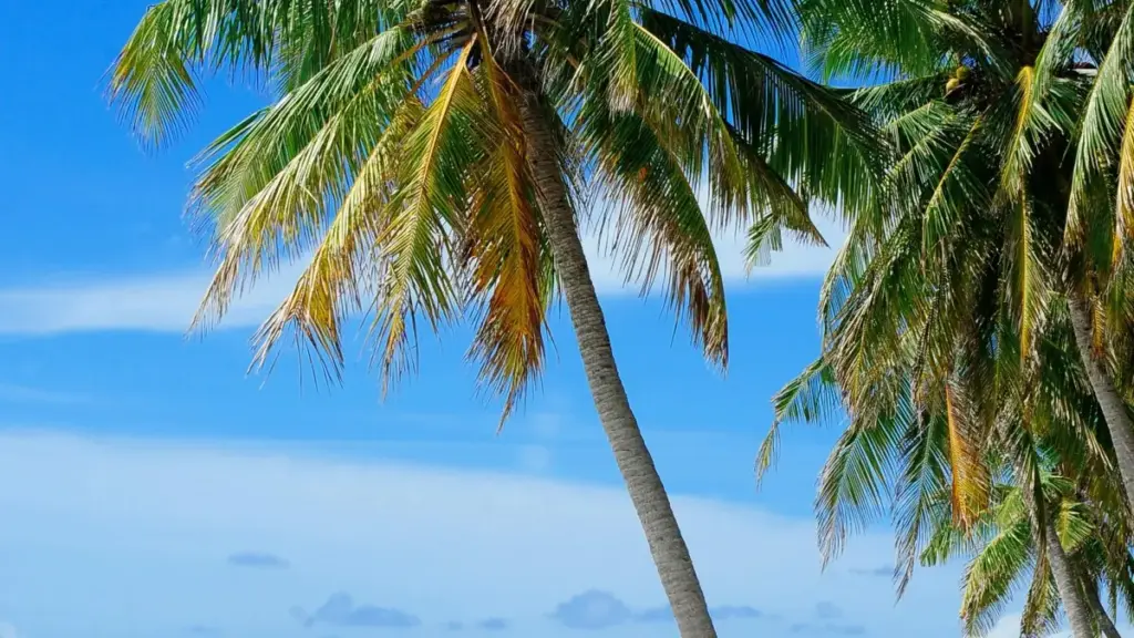 ኢትዮጵያ ማስታወቂያ እንደ ፊሊፒንስ HBO Max ክሪየተሮችን ለPR ፓኬጅ ማስተላለፍ መፈለግ ያለበት መንገድና ምክሮች።