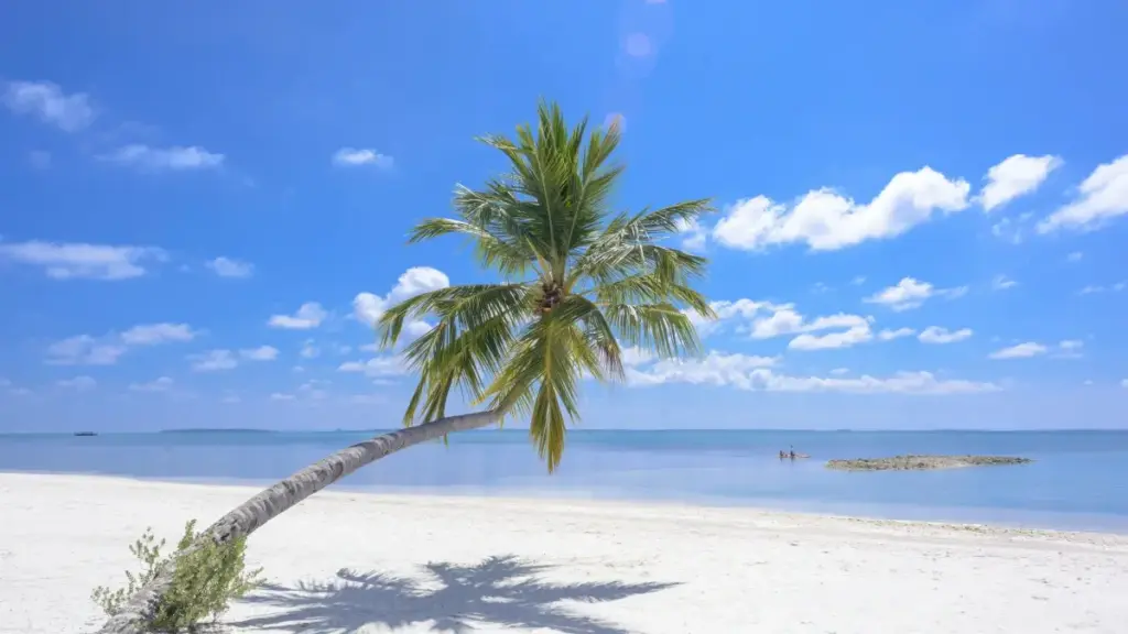 ኢትዮጵያ ክሪየተሮች በLine ላይ ማልታ ብራንዶችን ለፋንስ ቀጥሎ ይዘት ለመፍጠር እንዴት መደሰት እንደሚቻል ያሳያል።