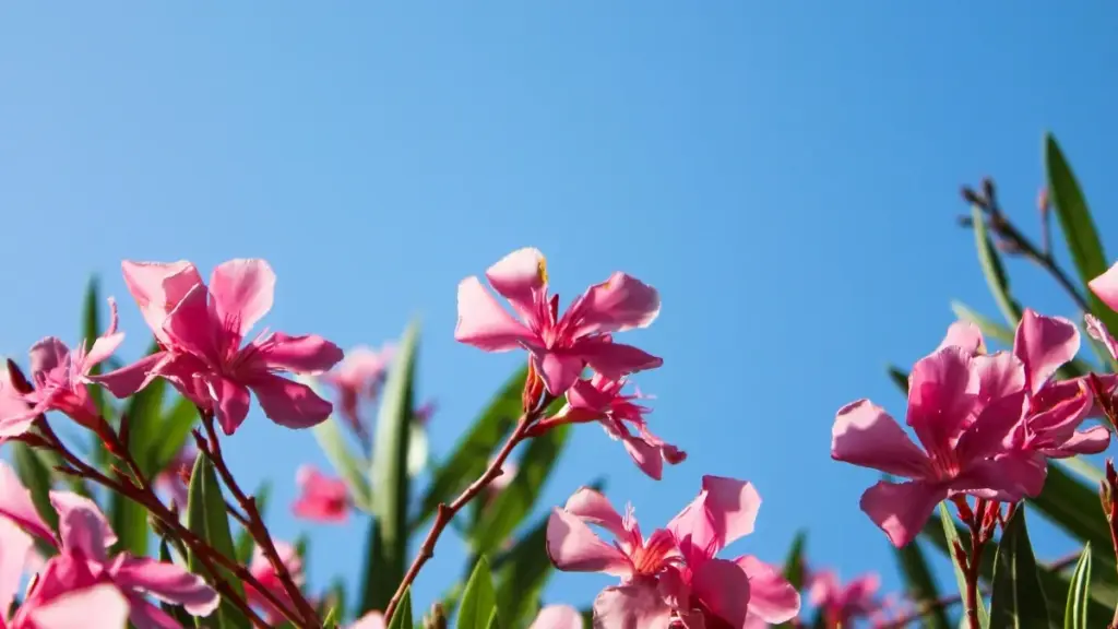 ኢትዮጵያ ላይ ፈረንሳይ የSnapchat ፈጣሪዎችን እንዴት ማግኘት እና የመለያ ገፅ ትራፊክ እንዴት ማድረግ እንደሚቻል