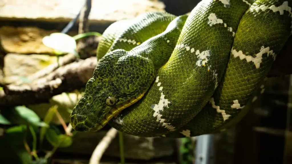 "እስራኤል እና ኢትዮጵያ የሚለው የላቀ ግንኙነት ቦሊቪያ የTaobao ክሪኤተሮችን ለፊትነስ ቻሌንጅ ማግኘት፣ እርምጃ እና አስተዳደር መመሪያ."