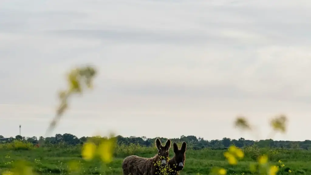 እንዴት እና የበለጠ ፈጣን መንገዶች ለማግኘት፣ ኢትዮጵያ ማርኬተሮች ለፈረንሳይ ከአካባቢ ቀጥታ Telegram ክሪየተሮችን እንዴት ይወዳድሩ፣ ምን ማስተዋወቅ እና ምን እንደሚሰራ ይህ የመመሪያ ጥሩ መረጃ ነው።