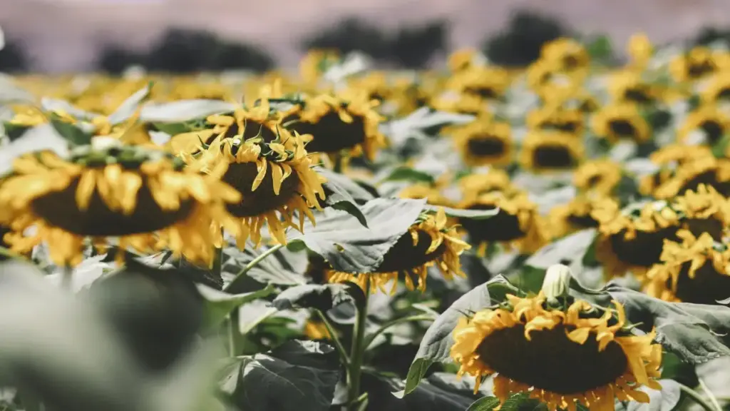 ይህ ማውጫ ለኢትዮጵያ ባለሙያዎች እና ምርት ሽያጭ ቡድኖች ነው። እንዴት ከMexico የRoposo ፍጥነት ፈጠራ የሚያወጡ ክሪኤተሮችን ለአዲስ የጤና ስፕሌሜንት መርገሞች እንደሚገናኙ ስለሚያሳይ ምክር፣ እርምጃዎች እና አስተያየቶች።