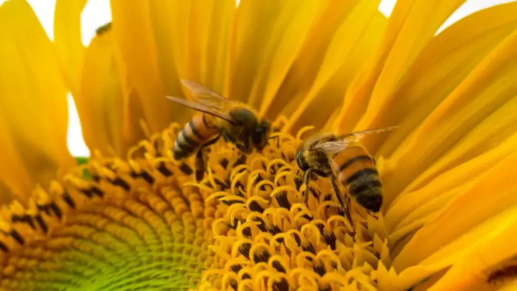 እንዴት ኖርዌይ የFacebook ፍራንሻይዞችን ለምርት መስመር በርካታ ፕሮግራሞች እንደማቀናበር የሚያሳይ መመሪያ።