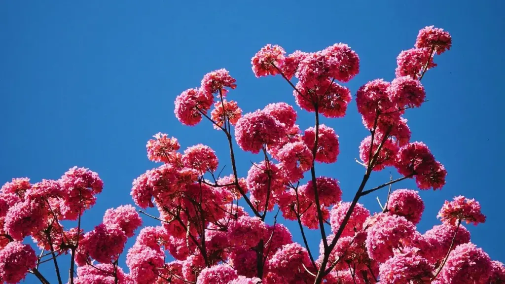 "እባክህ እንዴት በPeru ውስጥ Zalo ፍርግርግ ክሪየተሮችን ማግኘት እና ለSaaS ፈተናዎች እንዴት እንደሚያስተዋውቁ — ሕጋዊ ምክሮች፣ የማስታወቂያ ፕላን፣ እና ተግባራዊ ምርመራዎች።"