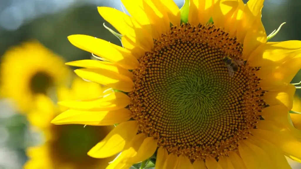 እስከ 2025 እና ከኢትዮጵያ የሚሰሩ ክሬይተሮች እንዴት ከKuwait ምርቶች ጋር በNetflix ላይ የጊዜ ውስጥ የቅናሽ ኮዶች ለመካፈል ሊደርሱ እንደሚችሉ ምክር፣ ስራዎች እና ምርመራዎች።