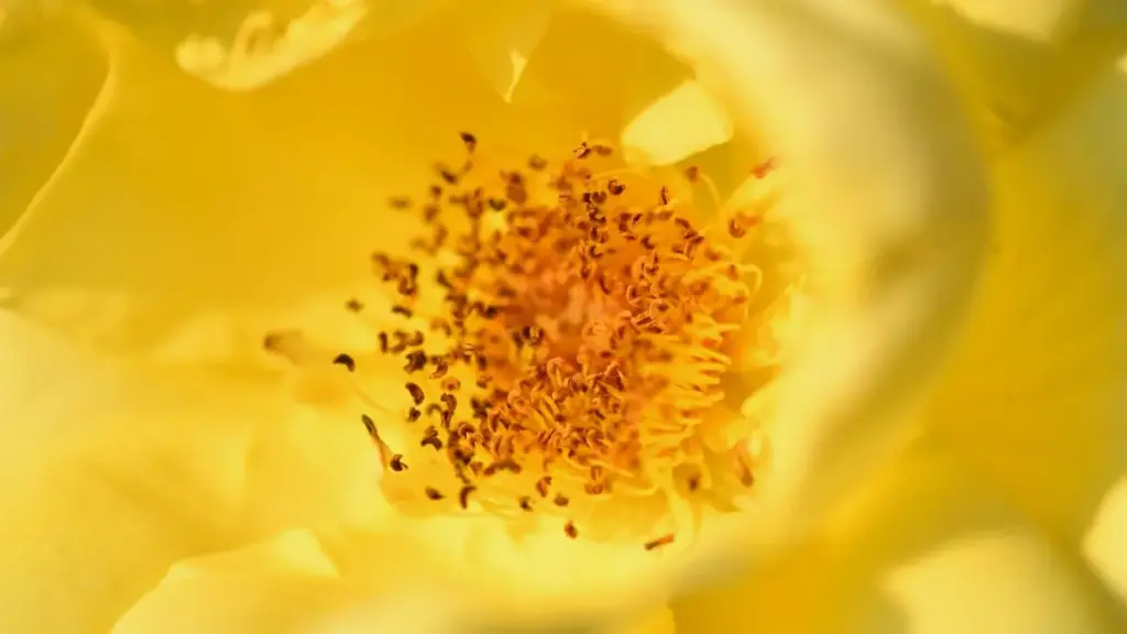 እንዴት ኢትዮጵያዊ ፈጣን ፈጠራ ባለሙያዎች ለሶውት አፍሪካ ምርቶች Josh ላይ ለምርመራ እና ለማስታወቂያ ሊደርሱ እንደሚችሉ ዝርዝር መመሪያ፣ ምሳሌዎች እና ስርዓታዊ ምክሮች።