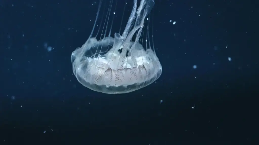 ኢትዮጵያ ላይ የሚሰሩ የማህበራዊ ሚዲያ ማስታወቂያ ባለሞያዎች ለምርት እድገት Clubhouse የኢራን ክሪኤተሮችን እንዴት እንደሚፈልጉ፣ እና እንዴት እንደሚታወቁ በርህራሄ እና በስርዓታዊ መስፈርቶች ማብራሪያ።