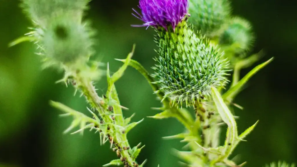 እርስዎ እንደ ኢትዮጵያ አድቨርታይዘር በThailand ያሉ የLazada ክሪይተሮችን እንዴት ማግኘት እና ማበረታታት እንደሚያስችል እና ለማህበረሰብ ስርጭት የሚረዳ ርእሶችን እና ስራዎችን እናቀርባለን።