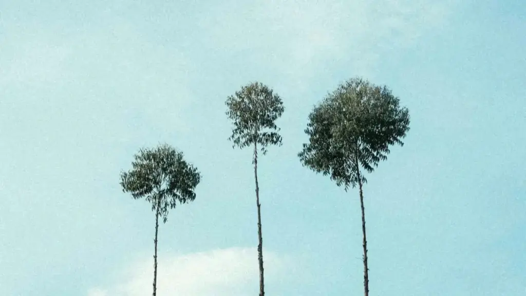 እውነታ የሚያስፈልጋቸው መንገዶች፣ ምርጫዎችና የ2025 ዓ.ም. ስርዓታዊ ምክሮች — ኢትዮጵያ አማራጮች ለThailand Moj creators እና viral video የሚረዱ እርምጃዎች።