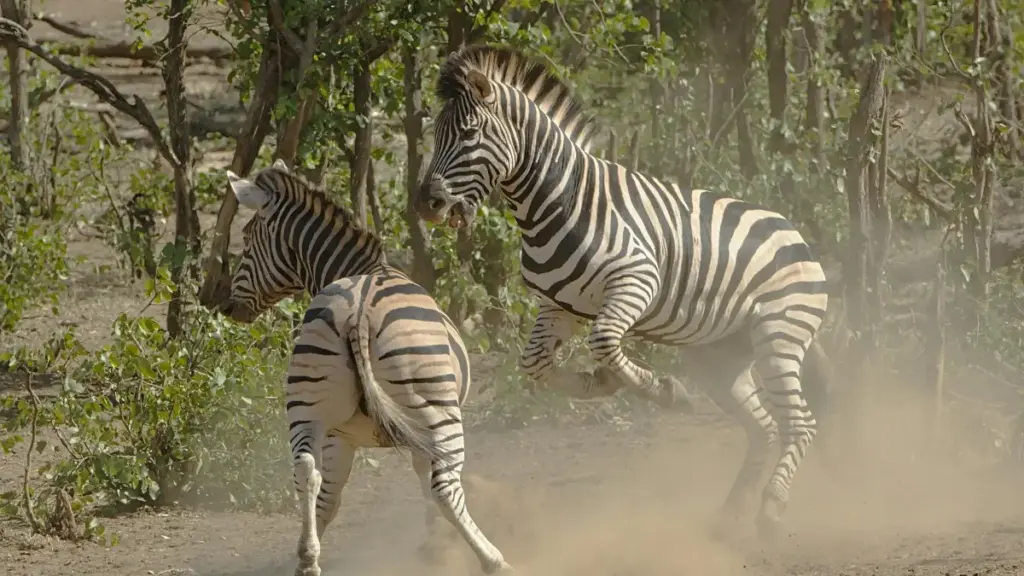 እንዴት ኢትዮጵያ ክሪየተሮች ShareChat ላይ ዴንማርክ ብራንዶችን ለማግኘትና ለማስተካከል ጠቃሚ መምሪያ፣ ምርጥ ስትራቴጂዎችና ተግባራዊ እርምጃዎች።