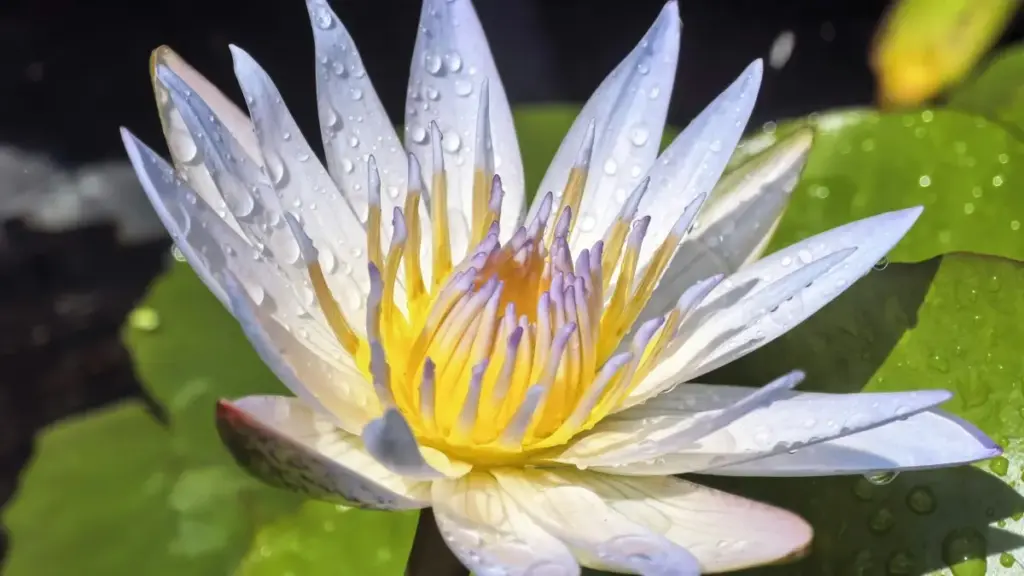 ኢትዮጵያ ክሬይተሮች፣ Twitch ላይ Malaysia ባለስራዎችን በSponsored tools እንዴት እንራዳቸው፣ እና የሚሰሩ ሙሉ ስርዓቶች፣ ምርመራ እና ስለሚያስፈልጉ እርምጃዎች ያሳያል።