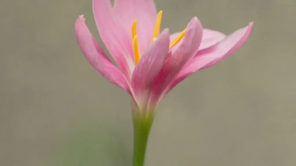 እንዴት እንደሚያስችል፣ Twitch ላይ የታንዛኒያ ብራንዶችን ለማሳየት የሚረዱ የእርስዎ የሚከተሉ ዘዴዎች፣ ተግባራዊ እቅዶችና ለማድረግ ዝርዝር አሳያት።