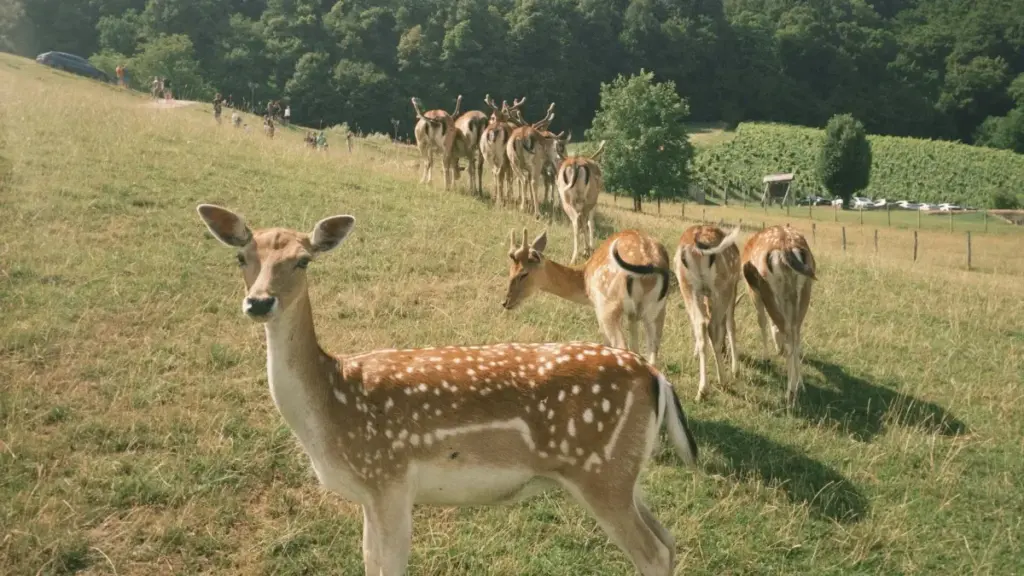 ለኢትዮጵያ አማራጭ ማስታወቂያዎች፡ አስተዋፅዖ ፣ ምርመራ እና አስረዳታ እንዴት እንደሚያገኙ በአስተዳደር ርዕሶች የተገነባ.