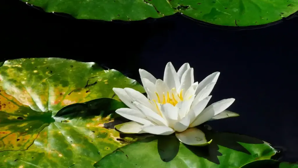 እርስዎ እንደ እቃ ሽያጭ ወይም ምርት ባለስልጣን ፣ ኡዝቤኪስታን ታይተር ፕሮግራሞችን እንዴት እየገናኘች እንደሚጠቀሙ ያሳያል — አስተሳሰብ፣ መንገዶች፣ ምርመራ መንገዶችና ልምዶች።