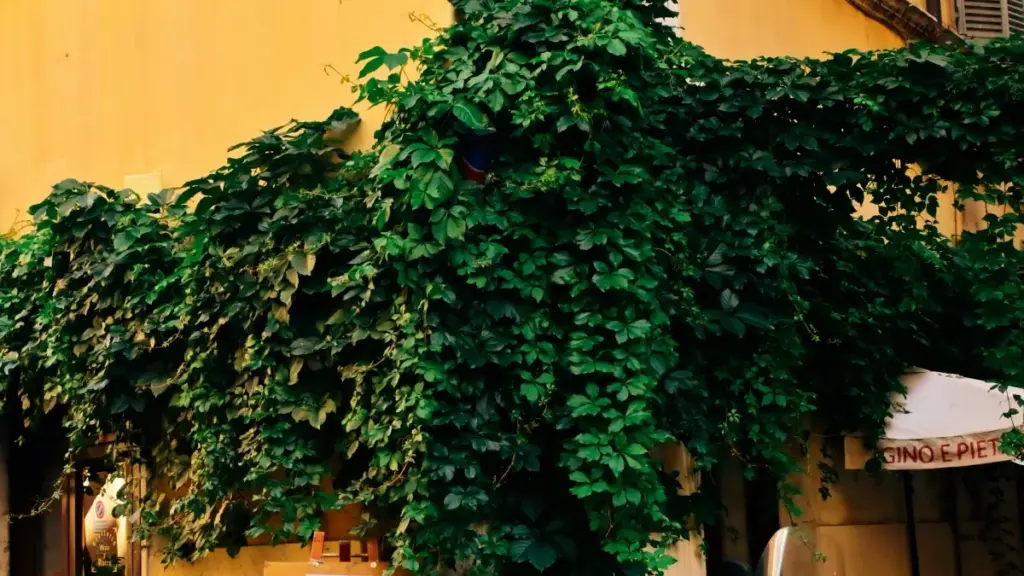 ይህ መረጃ ለኢትዮጵያ የፈጣሪ ሰራተኞች ነው፤ eBay ላይ የሮማኒያ ብራንዶችን እንዴት ማግኘት፣ ማግኘት እና በብራንድ ካምፔይኖች ውስጥ እንዴት የሚታዩ ማስተላለፊያዎች ይገልፁ።