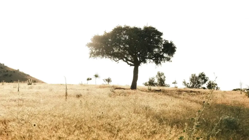 መልካም እና ልምዳማ መመሪያዎች፡ ከEtsy ላይ የቬንዙኤላ ብራንዶችን ለ productivity መመሪያዎች እንዴት ማግኘት እና ማቀናበር።