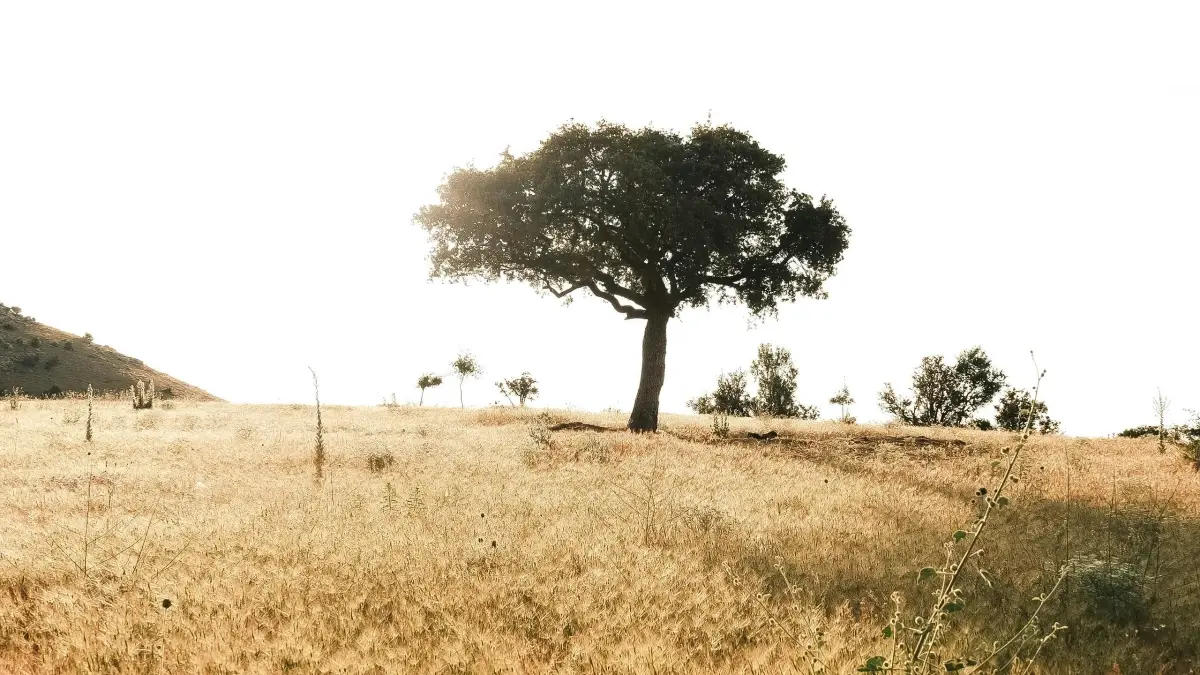 ኢትዮጵያ ፍራንችር ሰራተኞች→ፈጣን Etsy የቬንዙኤላ ብራንዶች ለመገናኘት