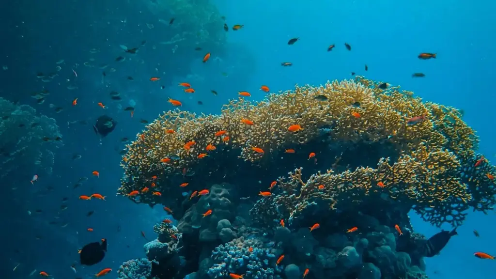 ኢትዮጵያ አማራጭ ማስታወቂያዎች፡ እንዴት ግሪክ Shopee ክሪየተሮችን ለውብነት ብሎገሮች ምርት ስዴን እንደምን እንደምን እንደሚገኙ ማስረጃና ስርዓታዊ መምሪያ።