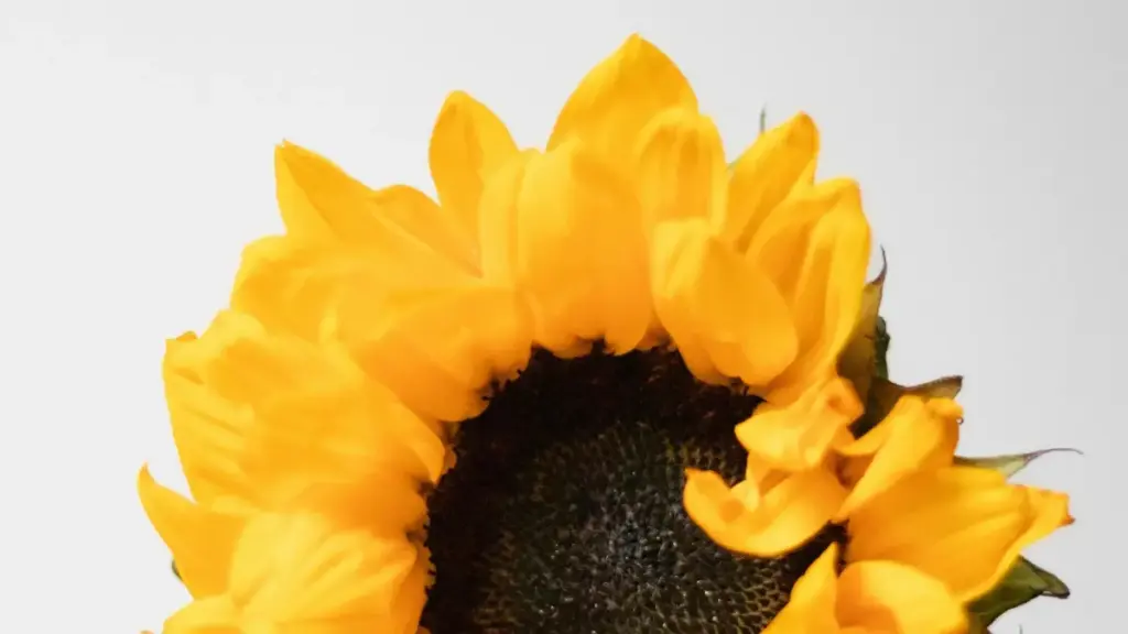 እርስዎ ከኢትዮጵያ እንደፈለጉ በLazada ላይ Malta ብራንዶችን ለሙዚቃ ቻሌንጅ እንዴት እንደሚደርሱ ማስተዋወቅ፣ ተሞክሮ ስራዎች፣ እና ስርጭት ስርዓቶች።