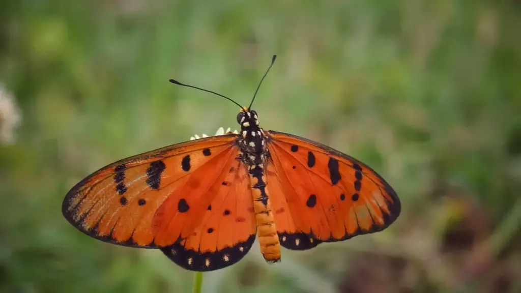 ኢትዮጵያ ማህበራዊ ማስታወቂያ ዘርፍ ለNew Zealand Facebook creators እውቀትና ማግኘት፣ ንስሐ ቦታዎች ላይ የሚሰሩ ሙሉ እቅዶች፣ አስተያየቶችና ስርዓት ምክሮች።