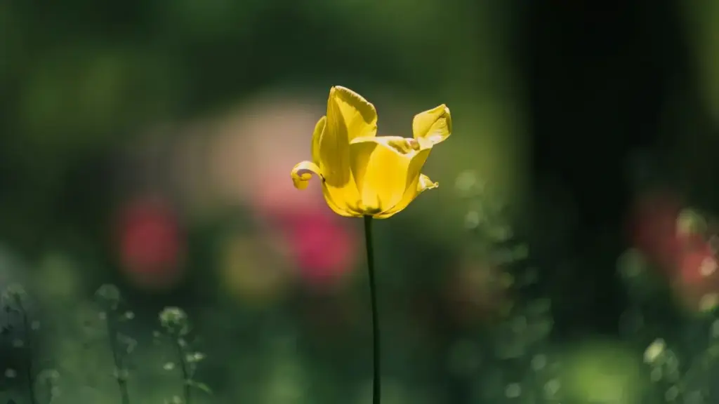 እባክህ ከፓናማ ጋር ኮ-ብራንድ የሚያደርጉ WeChat ክሪኤተሮችን እንዴት ማግኘት እንደሚቻል፣ የስራ እርምጃዎች፣ ስርአቶች እና ምክር ይገልፁ።