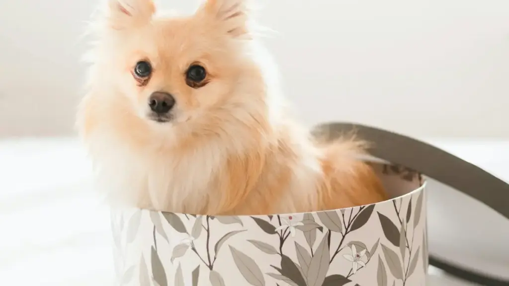 እርስዎ ኦስትሪያዊ Takatak ፈላጊዎችን ለአዲስ የለብስ ኮሌክሽኖች ለማስታወቂያ እንዴት እንደሚገኙ በቀላሉ የሚያሳይ መመሪያ፣ ስራዎች፣ ቴክኒኮች እና ምክሮች።