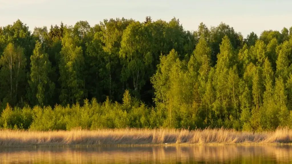 ኢትዮጵያ የሚሰሩ የማርኬቲንግ ሰራተኞች ለUS Rumble ክሪየተሮች እንዴት እንደሚያገኙ፣ AI መረጃ እና UGC መቆጣጠር የሚረዱ ስርዓቶችን ይገልፃል።