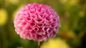 ኢትዮጵያ የሆነ ክሪኤተር፣ ኔዘርላንድ ብራንዶችን Kuaishou ላይ ለፍላትፊ ድርሻ ስምምነት እንዴት እንደሚደርሱ ቀላል እና ስለአሁኑ ገጽታ መመረያዎች፣ መለኪያዎች እና ማስታወቂያ ውስጥ ስርዓት ያቀርባል።