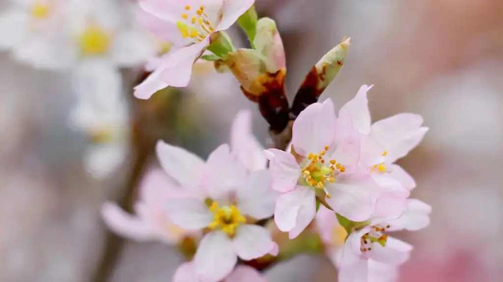 እንዴት ኢትዮጵያዊ ፍሪየተርስ በMoj ላይ Australia ብራንዶችን እንዲያገናኙ ለFans የሚፈጥሩ ቀጣዩ ኮንተንት — ስራ ሂደቶች፣ ምክሮች፣ እና እርምጃ እቅዶች።
