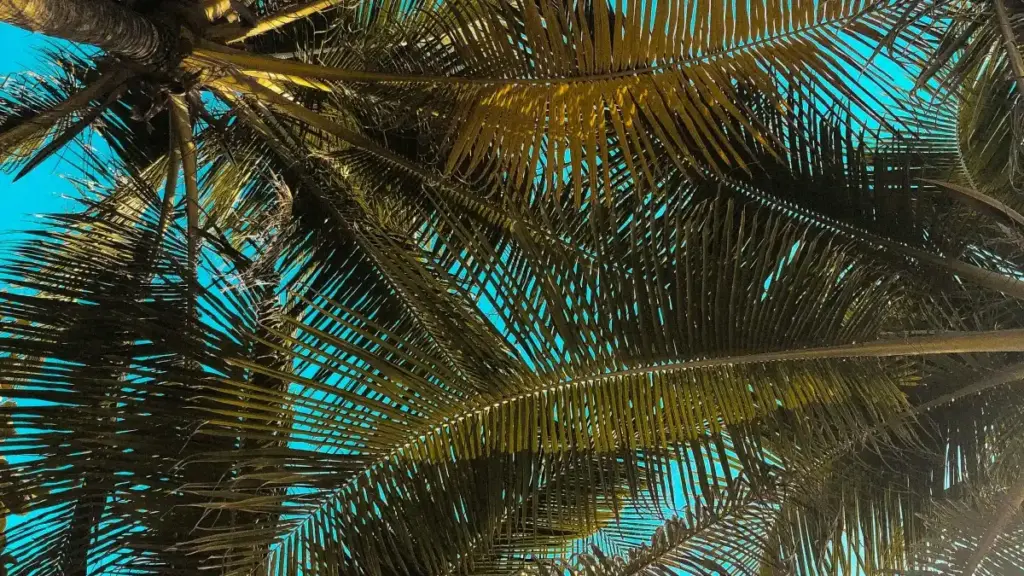 እንዴት ኢትዮጵያ ፈጣሪዎች Rumble ላይ የአዘንቦ እና አዲስ አርቲስቶችን ለመቀላቀል አዘጋጅ የሚሆኑ አዘጋጆችን ከአዘርባጃን ብራንዶች እንዴት እንደሚደርስ—ልምድ፣ ስራ ዘዴዎችና አሁን ያለው ገጽታ።