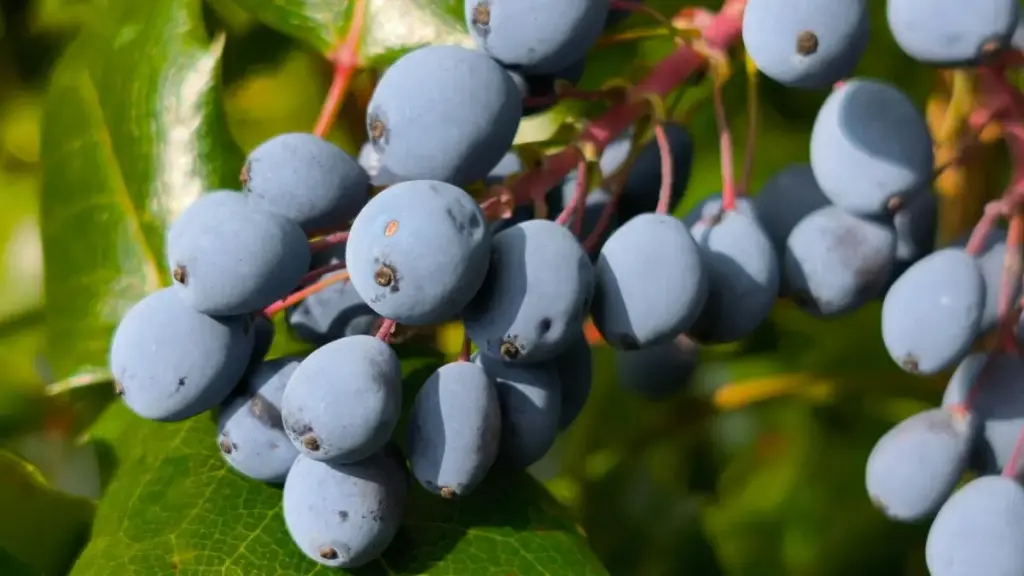 እንዴት ሩማኒያ የNetflix ክሪየተሮችን በኢትዮጵያ ለcreator-led tutorial ስርዓት ማግኘት እንደሚቻል፣ የሚረዱ ስርዓቶችና አስተያየቶች።