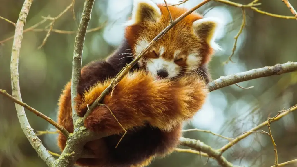 እንዴት ከካናዳ ላይ ለLazada ፕሮዳክት የሚሰሩ ፈጣሪዎችን ለክሪየተር-ሊድ ትዩቶሪያል ሲሪዝ ማስጀመር እንደሚቻል፣ የፈጣሪ ማስፈላጊነት፣ መፈለጊያ መንገዶችና አጠቃቀም ስርዓቶችን በአጭር ማብራሪያ ይሰጣል።